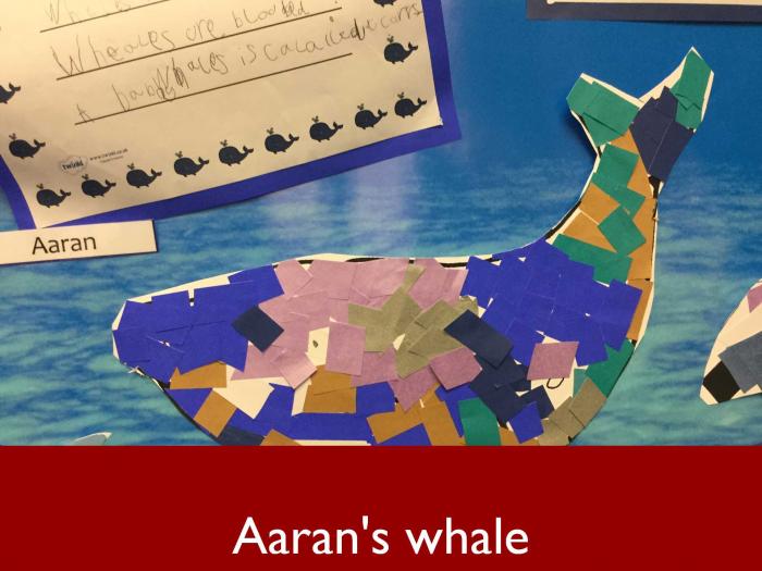 12 Aarans whale