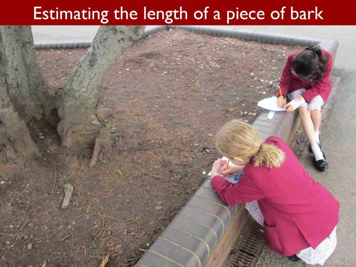 12 Estimating the length of a piece of bark