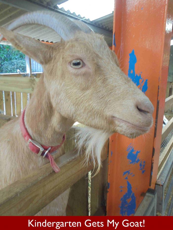 Eversfield Kindergarten Gets My Goat!