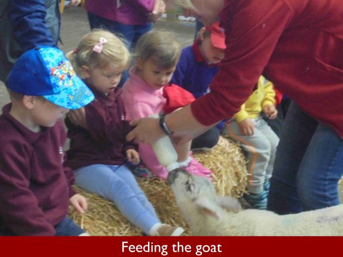 16 Feeding the goat