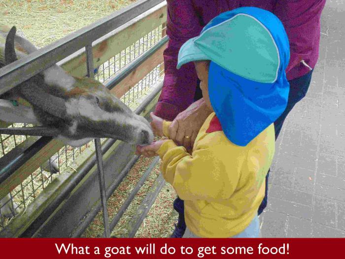 19 What a goat will do to get some food