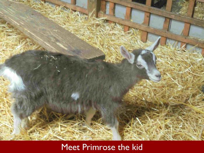20 Meet Primrose the kid