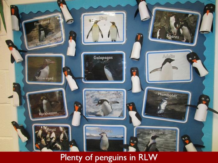 02 Plenty of penguins in RLW