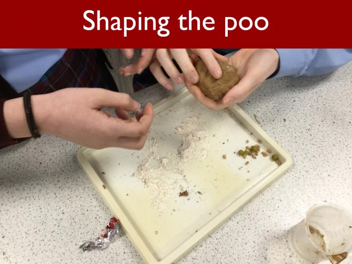 4 Shaping the poo