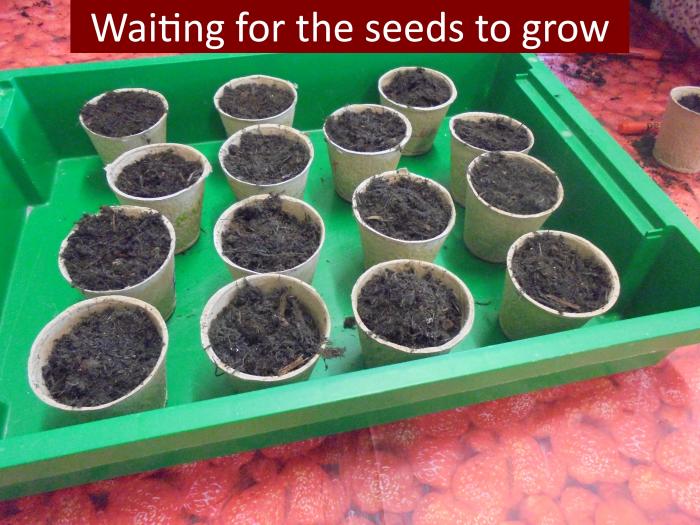 12 Waiting for the seeds to grow