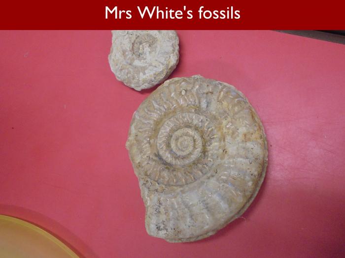 Blog RAH Dinosaurs 25 Mrs Whites fossils